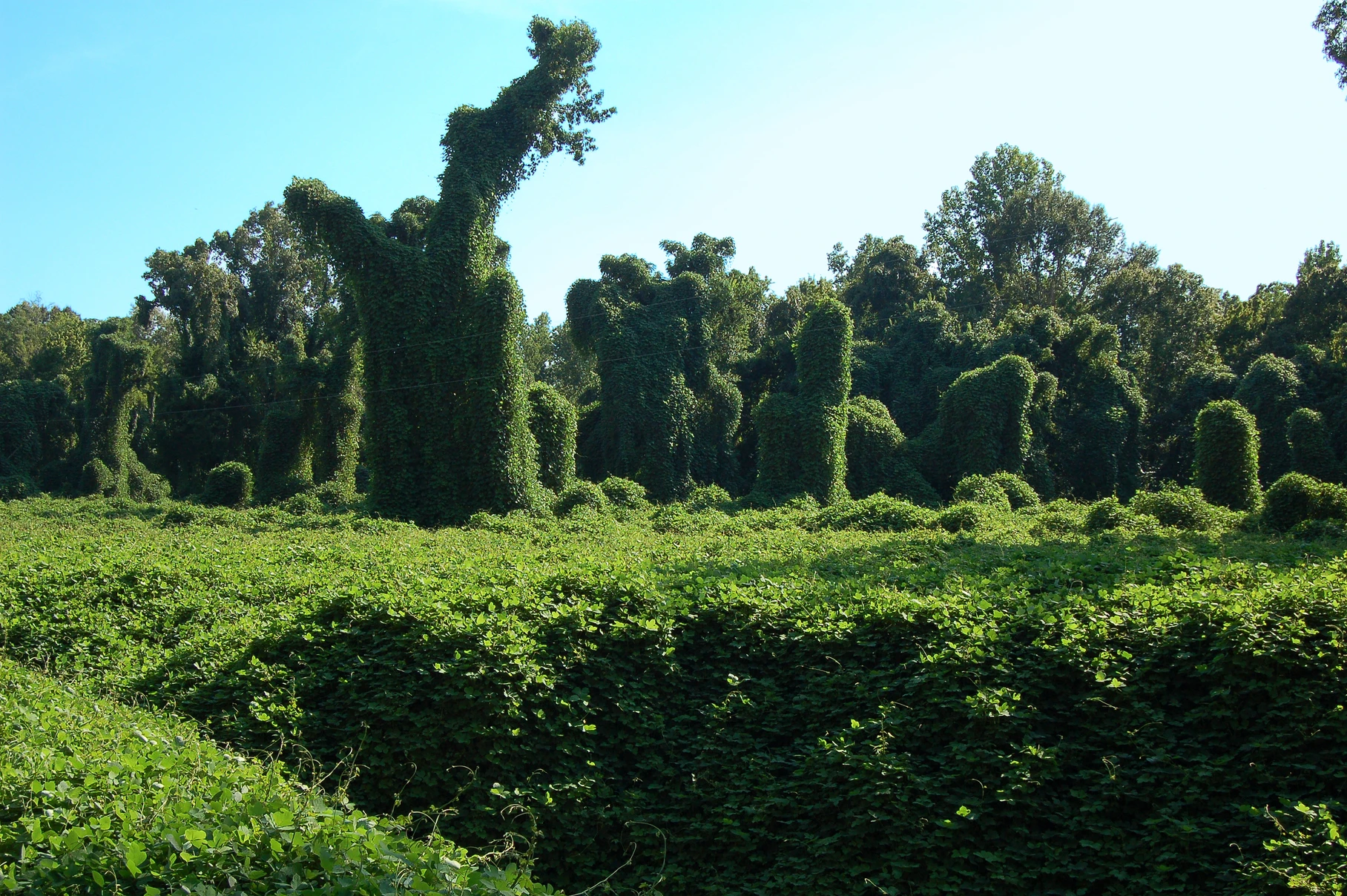 KUDZU